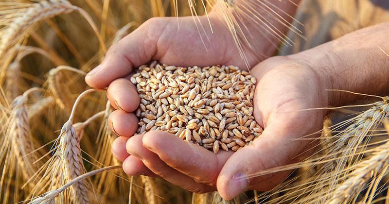 Delayed planting leads to delayed harvest.