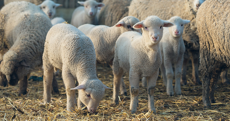 Tanking time for lambs not for mutton