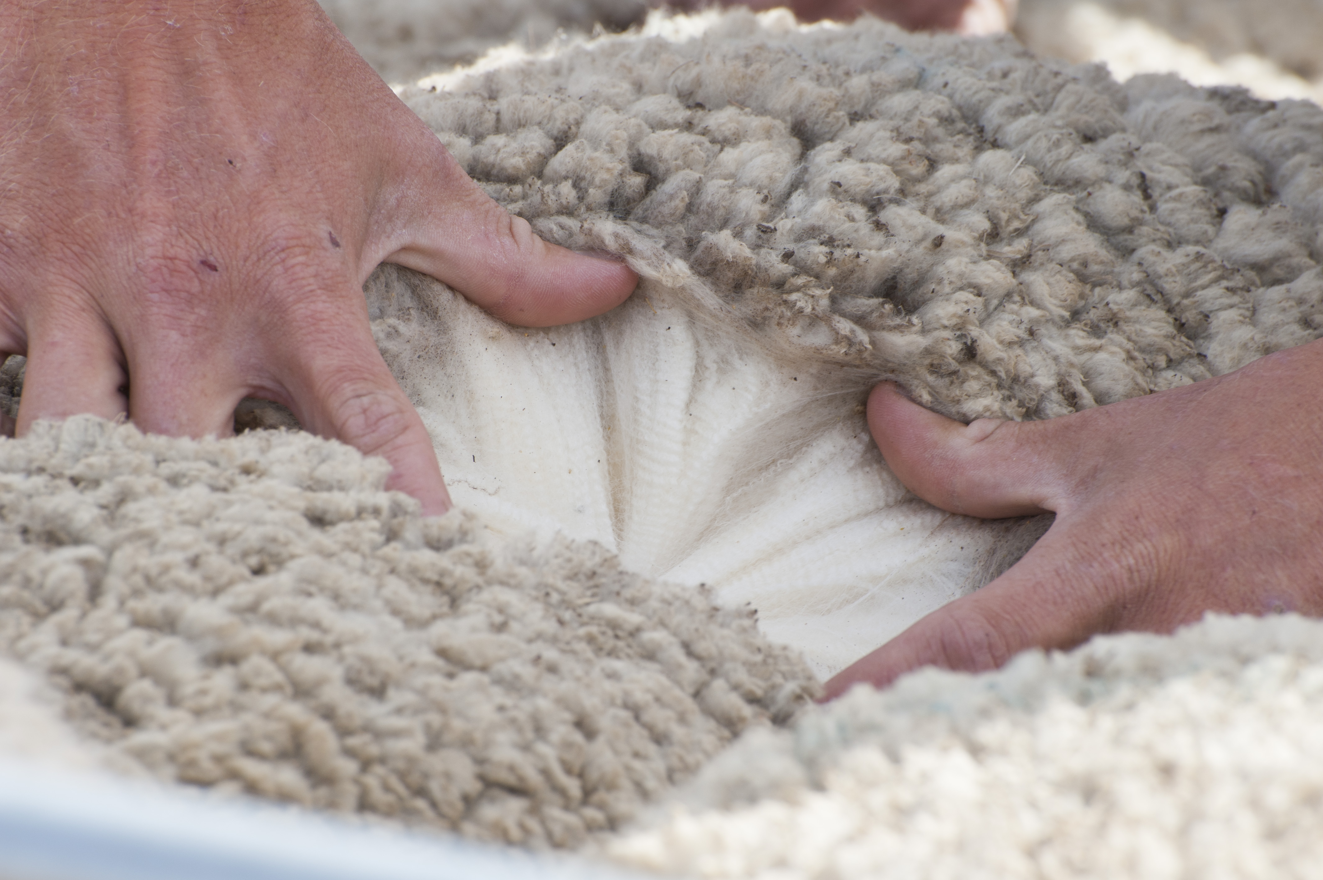 Wool buyers fill their Easter baskets.