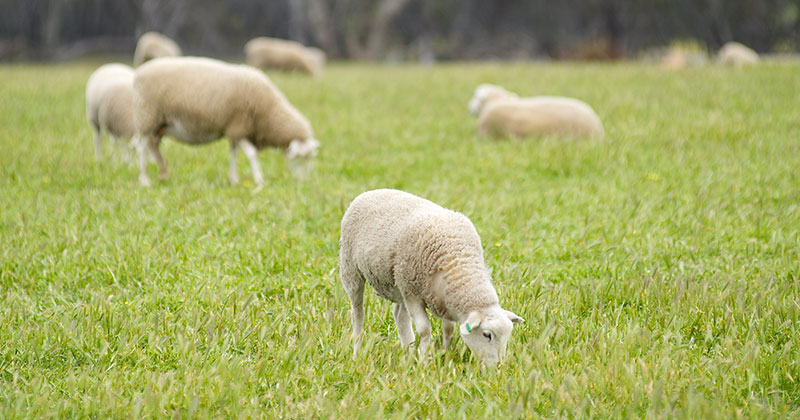 Lamb prices experiencing a case of Déjà vu
