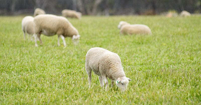 WA lamb catch the east