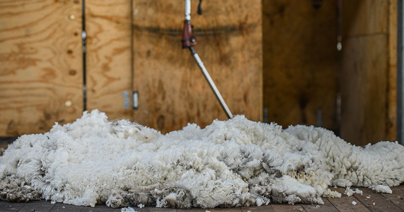 Wool market hits the breaks