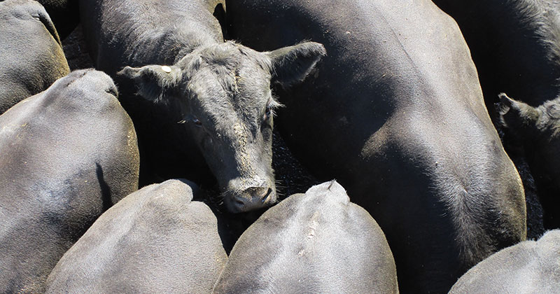 Cattle in a holding pattern