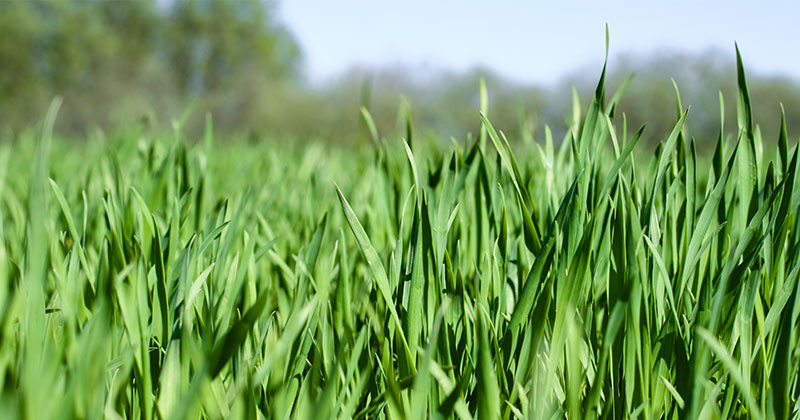 Should we be selling new crop wheat?