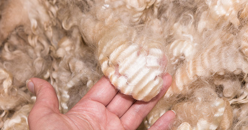 Crossbred fibres on trend