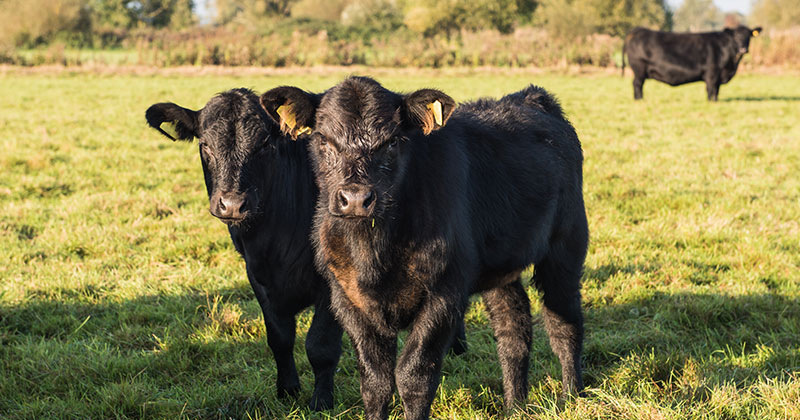 Heavy weaners in demand across the Strait