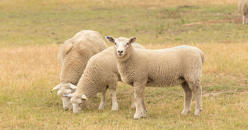 Heavy slaughter to see new flock lows