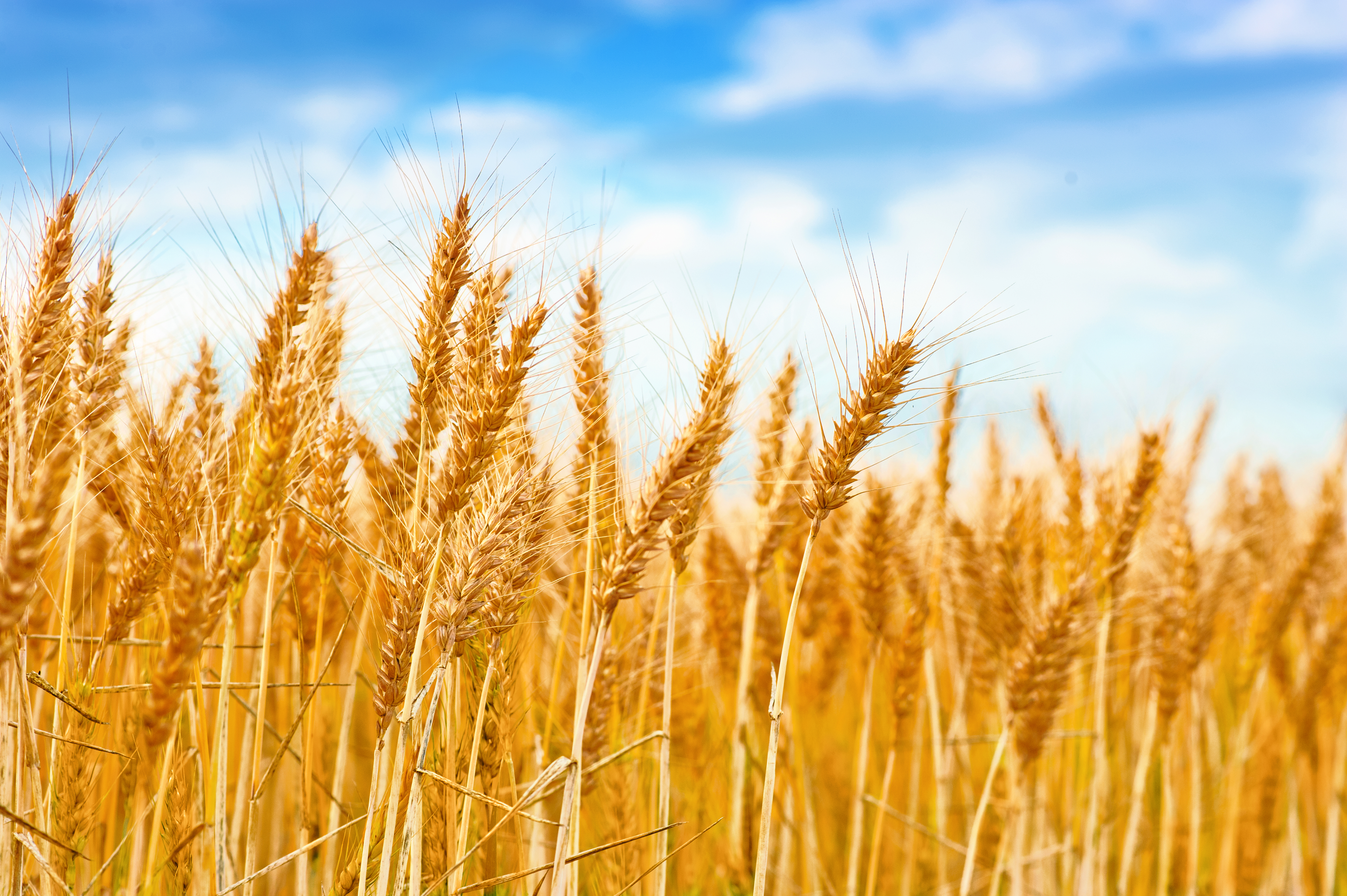 Oodles of overseas wheat