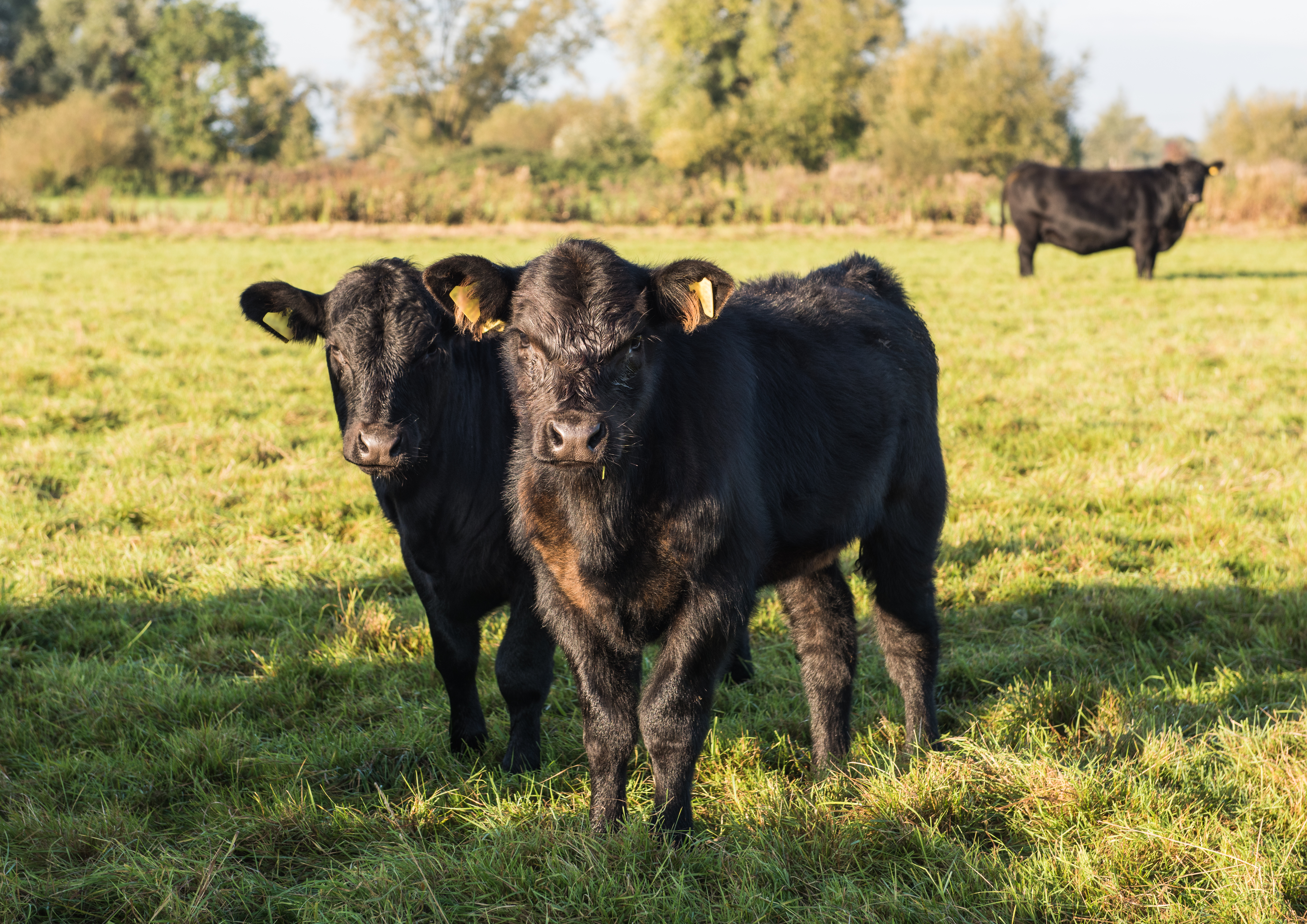 Support for young cattle drying up