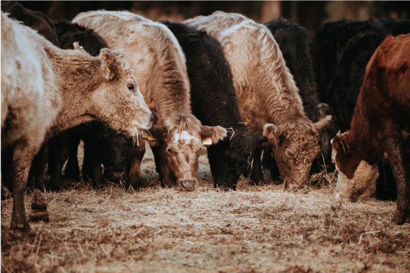 Making hay or growing beef