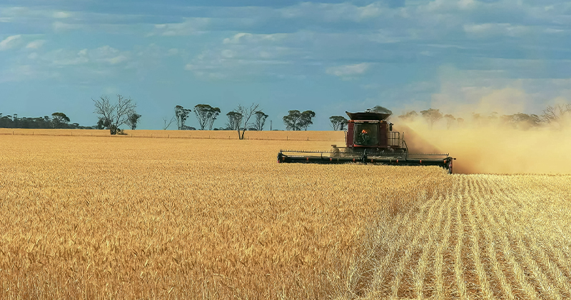 The drive to harvest pulls down wheat pricing.