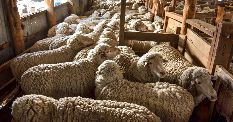 How volatile are wool prices?