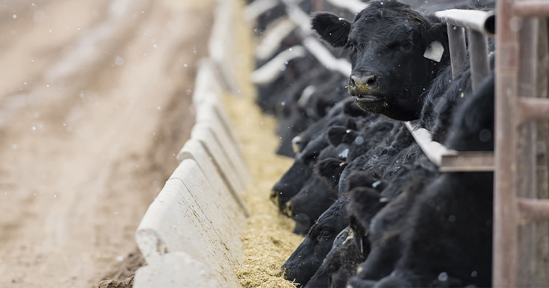 Ever tightening cattle supply projections