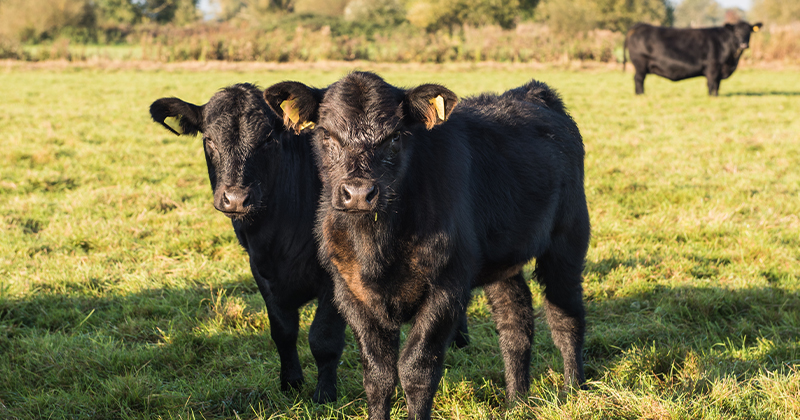 Rain on the plain sees cattle price gain