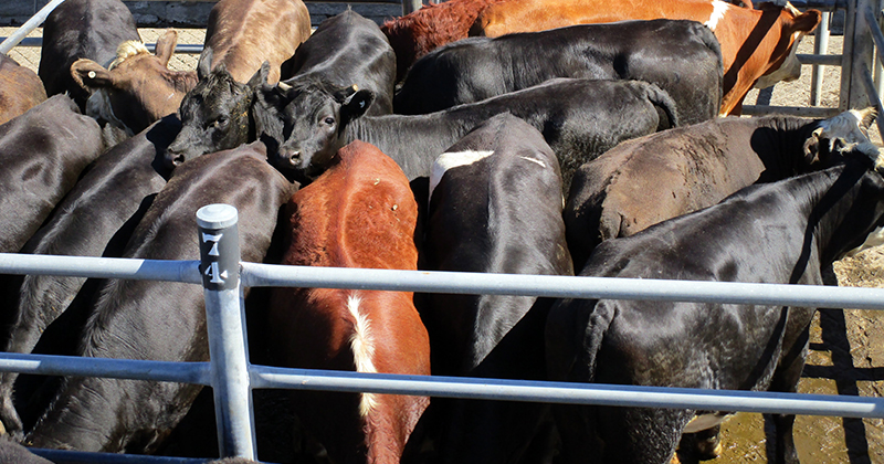 EYCI solid, but fat cattle stall on processor concerns