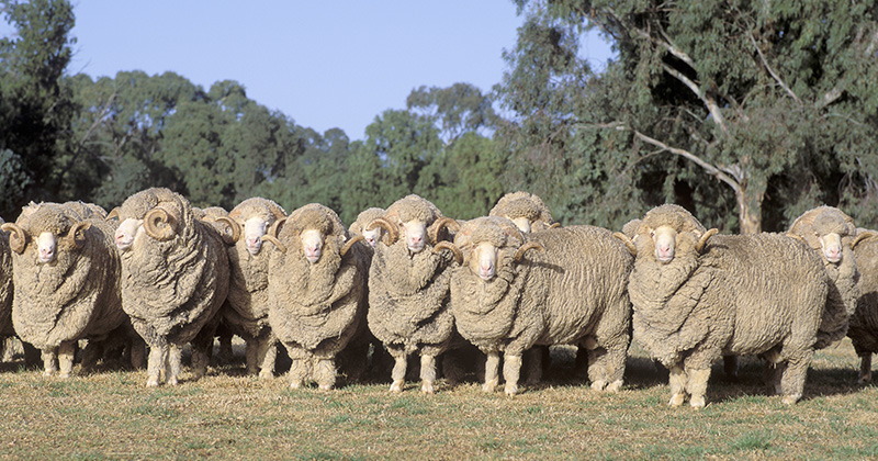 Non-mulesed effect at the enterprise level for Merino flocks