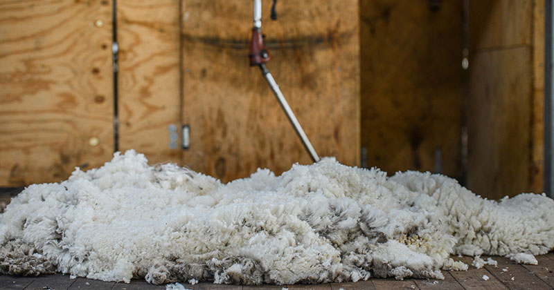 Wool market not immune