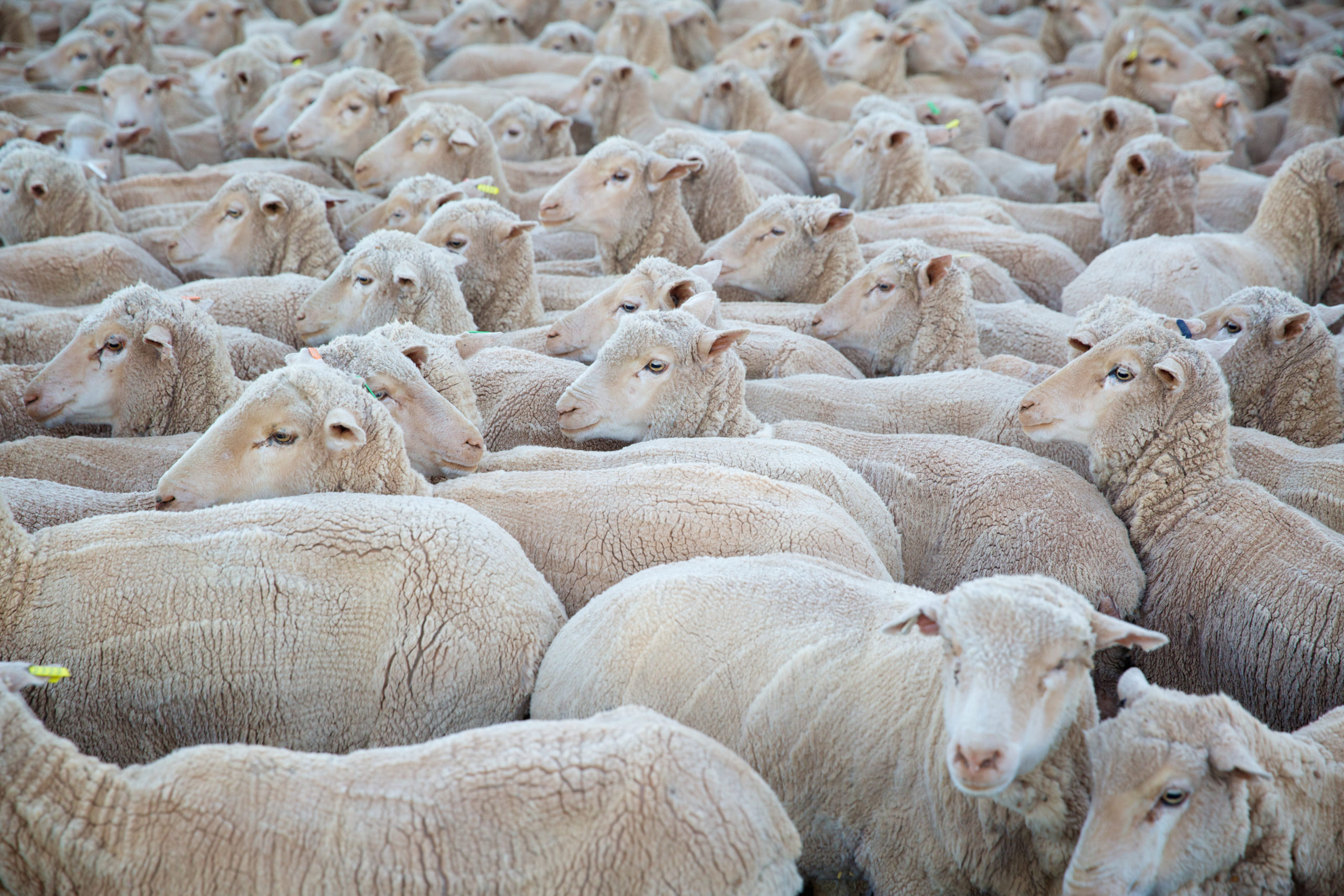 Apparel slowdown weighs on wool market