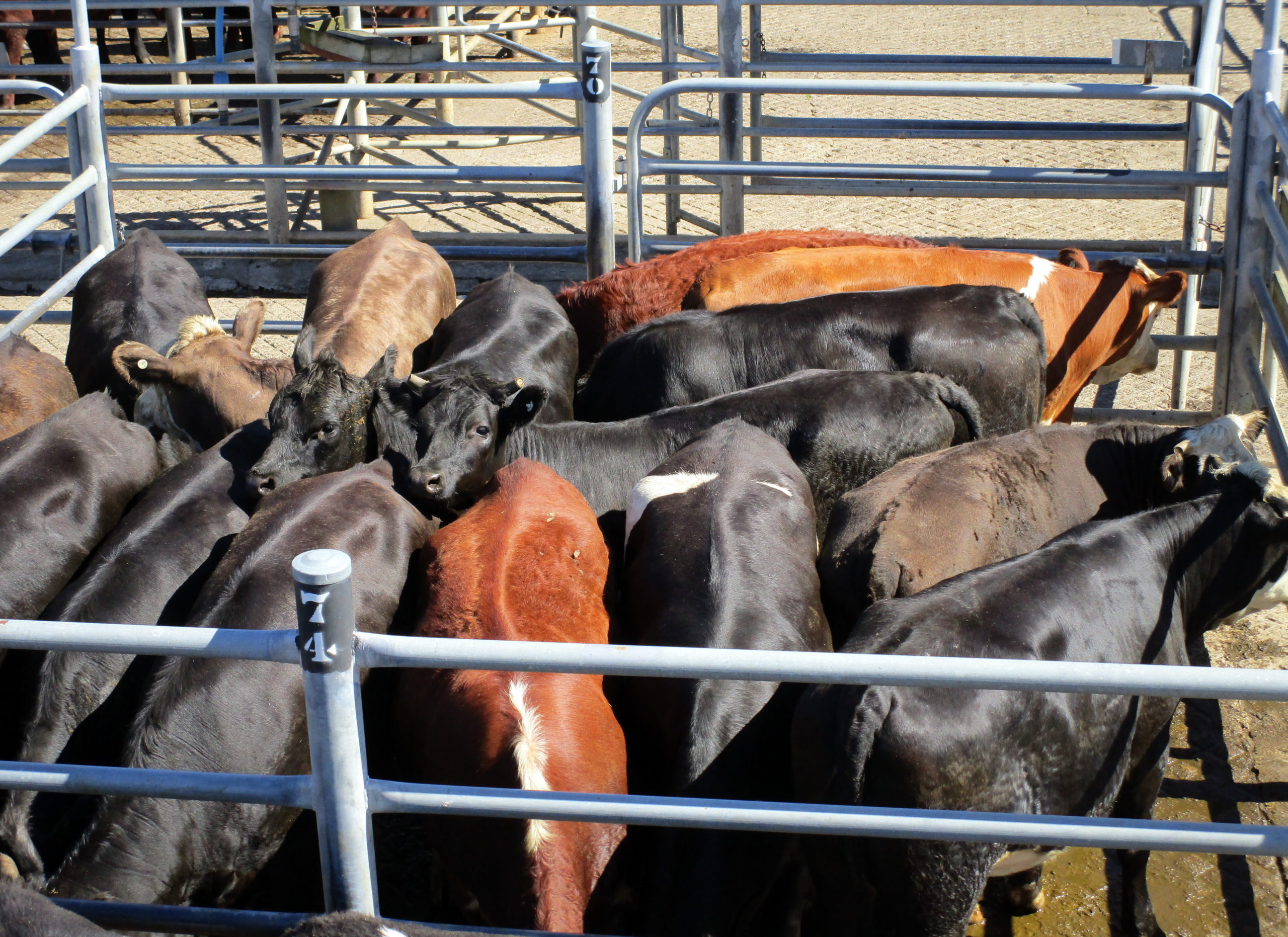 Offshore cattle rollercoaster causes concern