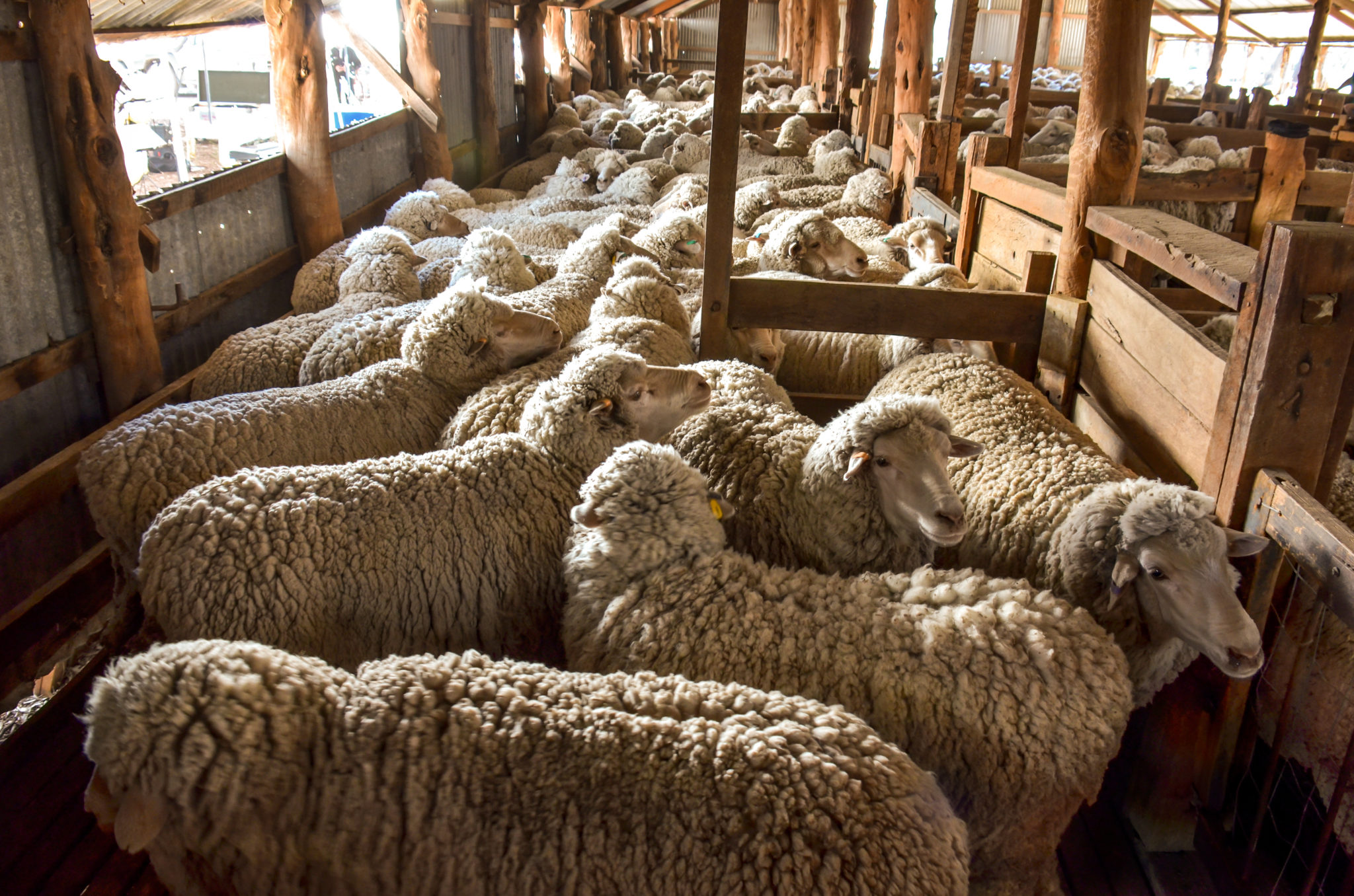 Many sheep. Shearing Shed. Sheep Wool washing. Buy Shearing Sheds Ballarat.