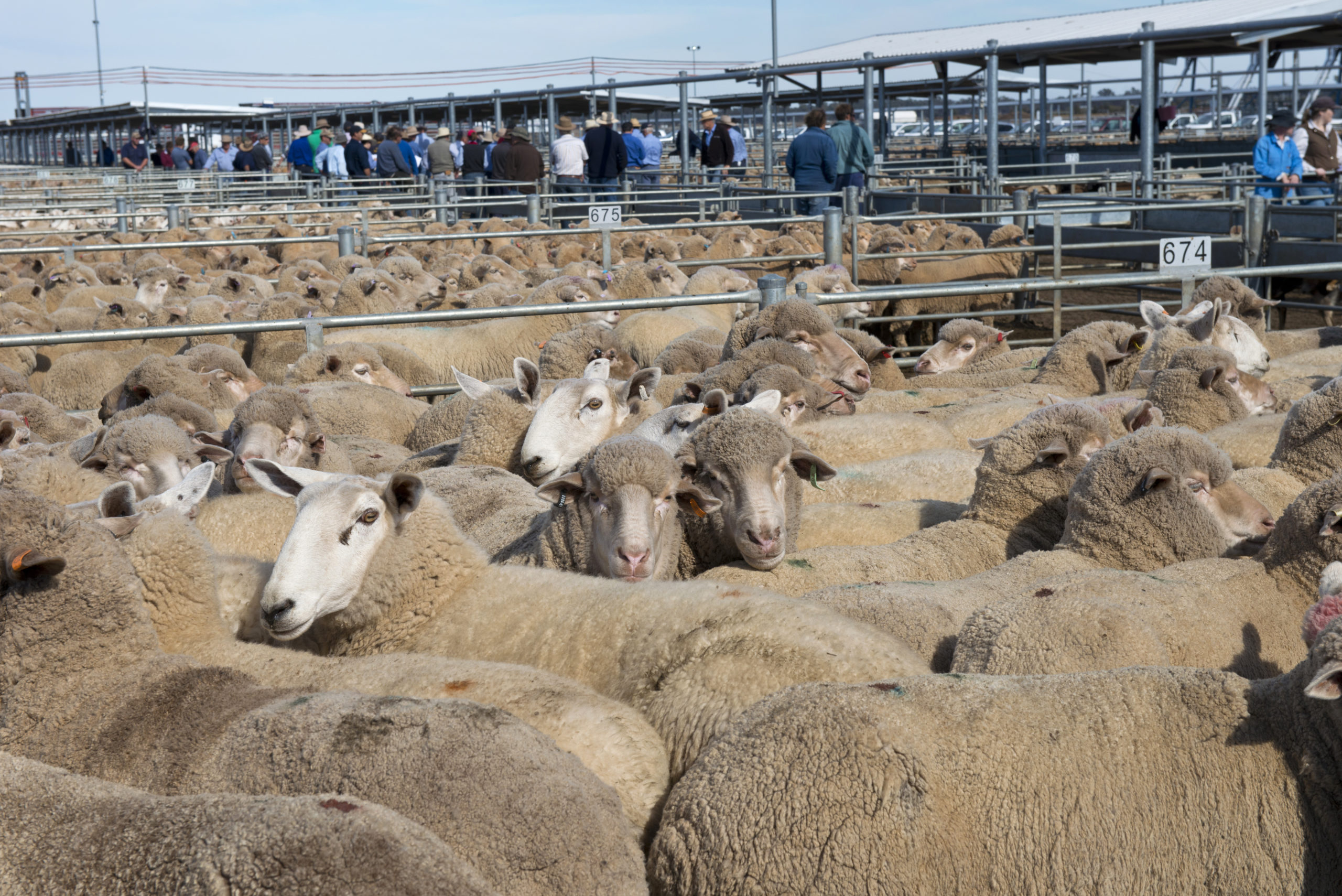 End of quarter surge in live sheep exports