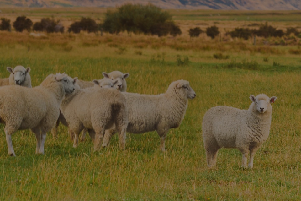 cattle in field