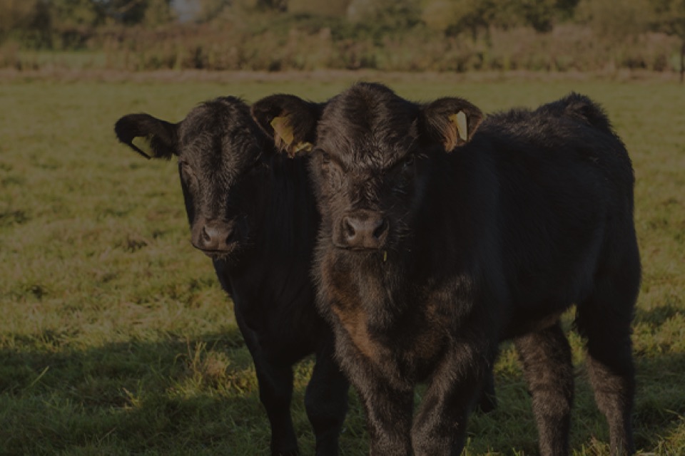 cattle in field