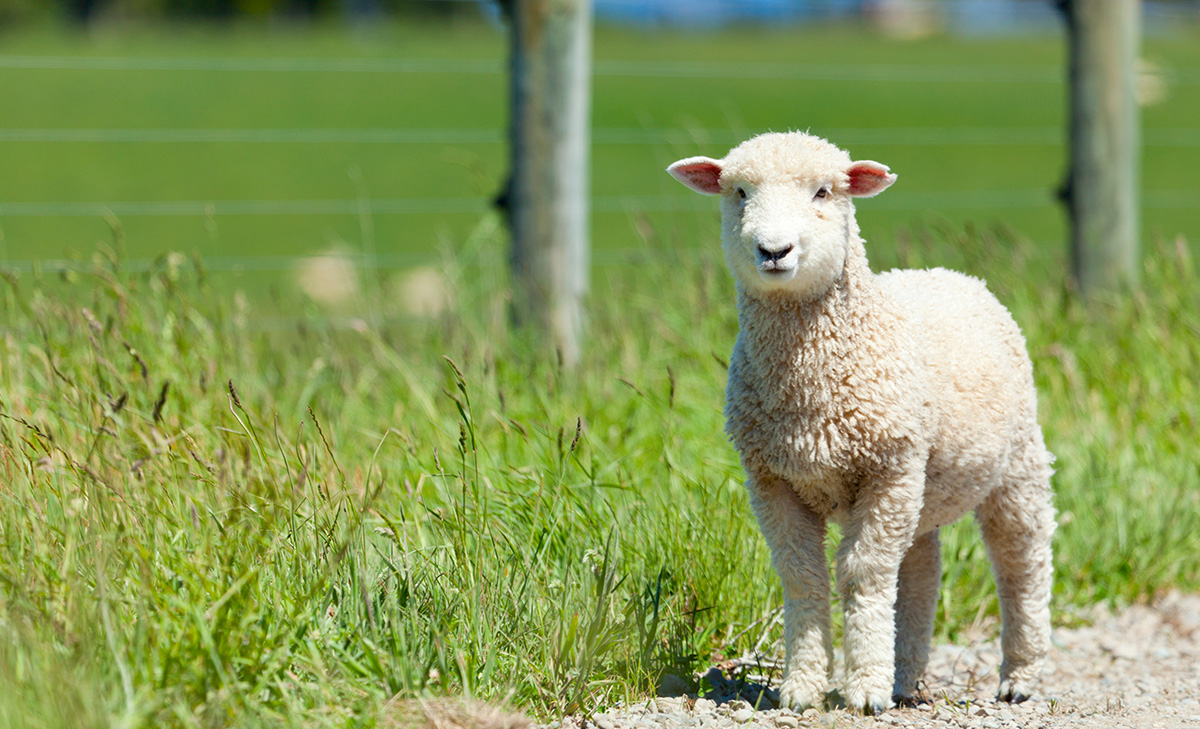 The current sheep-breeding market – why now’s the time to act