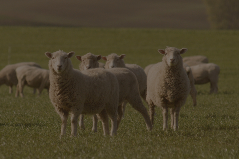 Sheep in field