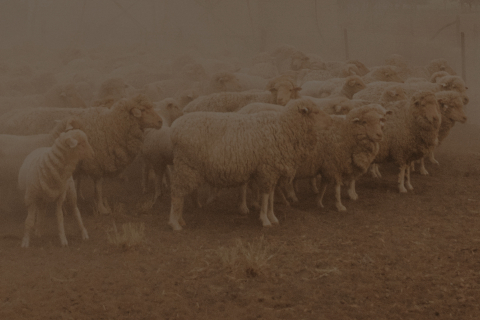 Sheep in field