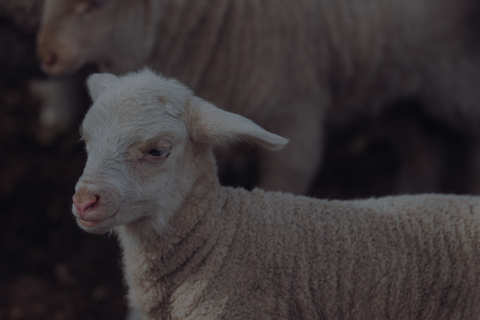 Sheep in field