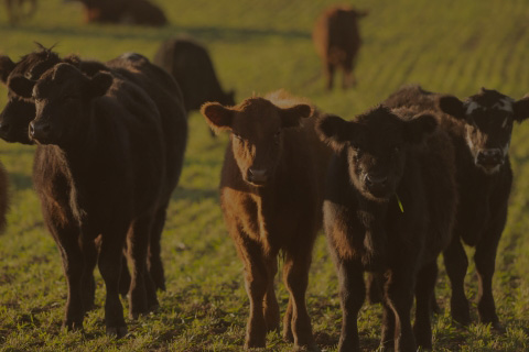 calves in field