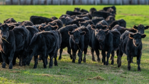 calves in field