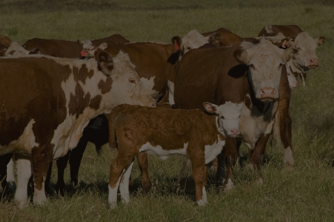 cattle in field