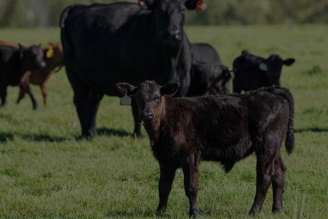 cattle in field