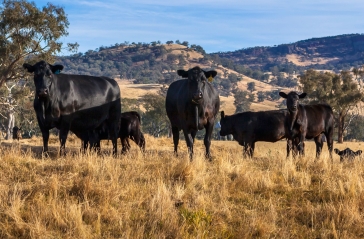 cattle in field