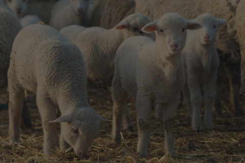 flock of lambs
