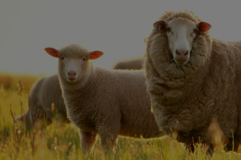 sheep in field