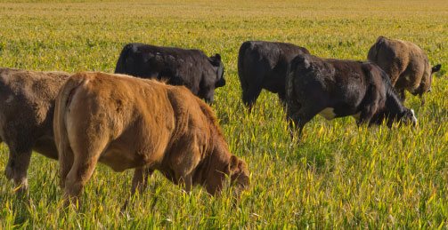 cattle grazing field