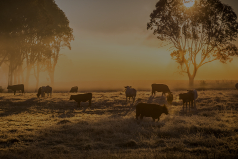 cattle in field