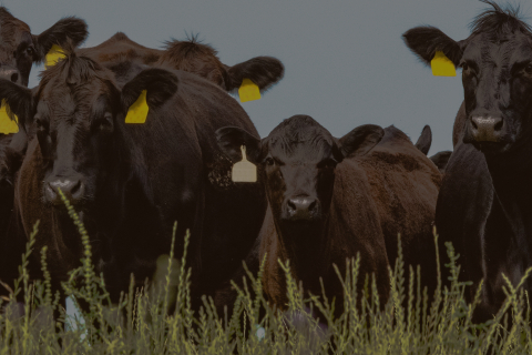 cattle in field