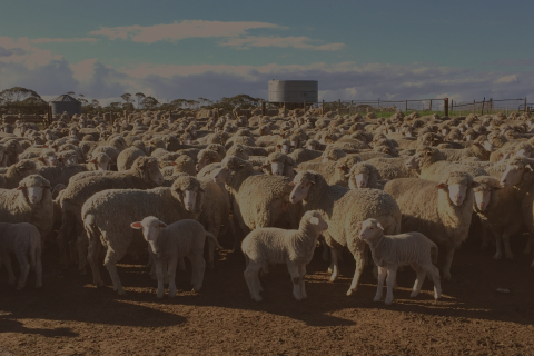 Sheep in field