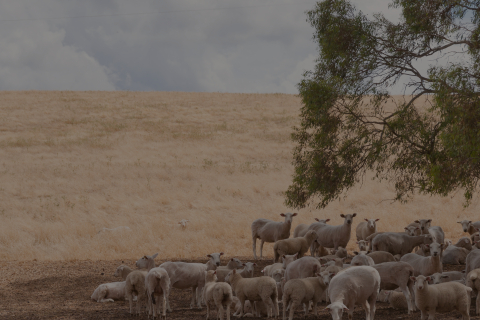 Sheep in field