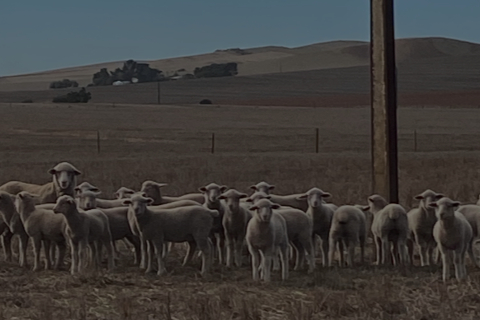 Sheep in field