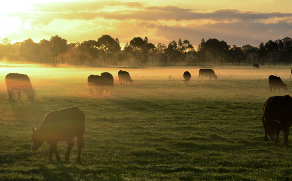 cattle grazing in the morning