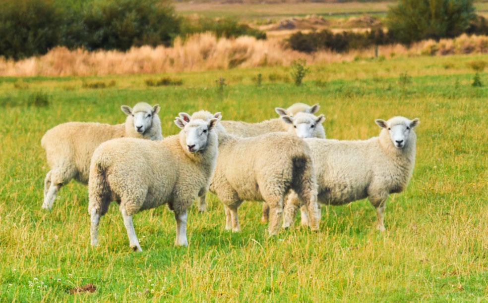 sheep in field