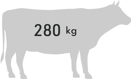 cattle 280kg