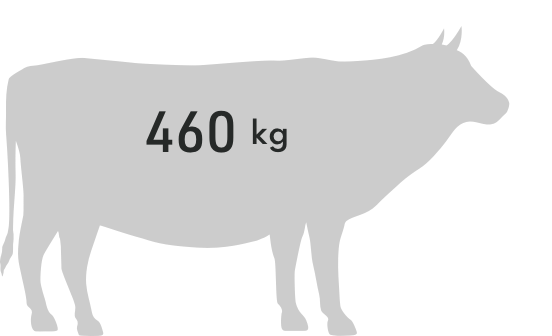 cattle 460kg