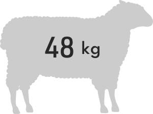 lamb 48kg