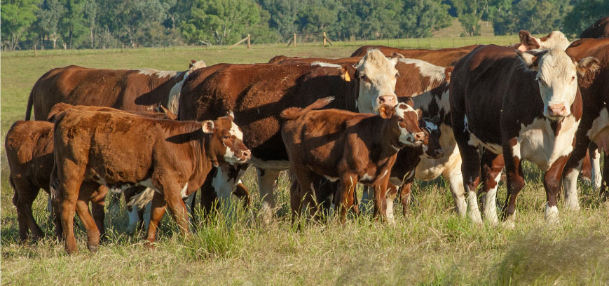 cattle in field